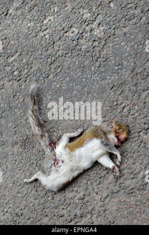 Toten grauen Eichhörnchen auf der Straße - Road kill Stockfoto