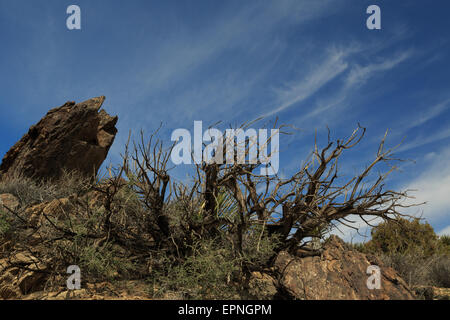 Ein Foto eines Toten Baumes vor dem blauen Himmelshintergrund im Joshua Tree National Park in Kalifornien. Stockfoto