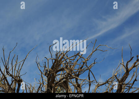 Ein Foto eines Toten Baumes vor dem blauen Himmelshintergrund im Joshua Tree National Park in Kalifornien. Stockfoto