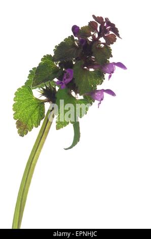 Nessel Lamium Purpureum auf weißem Hintergrund Stockfoto