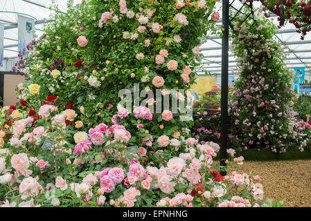 Rosen im großen Pavillon, RHS Chelsea Flower Show 2015 Stockfoto