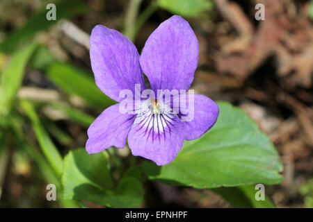 Gemeinsamen Hund-Veilchen-Viola riviniana Stockfoto