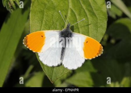 Orange Tipp Anthocharis Cardamines - männlich Stockfoto