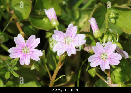 Rosa Portulak Claytonia sibirica Stockfoto