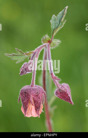 Wasser Avens Geum rivale Stockfoto