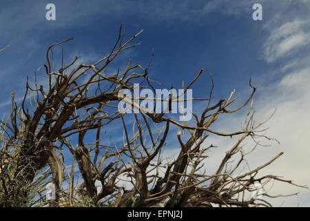 Ein Foto eines Toten Baumes vor dem blauen Himmelshintergrund im Joshua Tree National Park in Kalifornien. Stockfoto