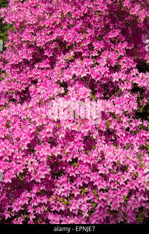 Lebendige rosa japanische Azalee mit Masse von bunten Blüten im Frühlingssonnenschein. Stockfoto