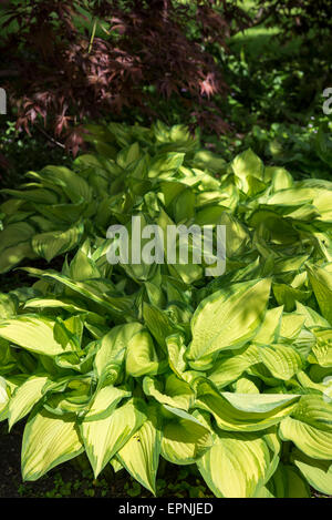 Hosta 'Golden Standard' wächst unter einem Acer-Baum in einem englischen Garten im Frühjahr. Stockfoto