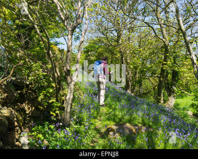 Weibliche Walker Überprüfung Karte auf öffentlichen Fußweg durch Bluebell Holz auf einem schönen Wandertag kann Isle of Anglesey North Wales Stockfoto