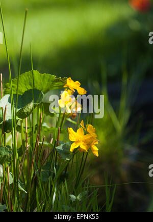 Marsh-Ringelblumen Stockfoto