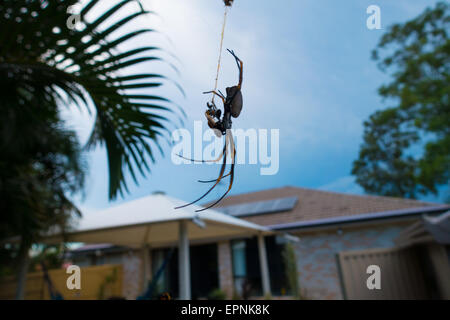 Australische Spinne mit Fang im Hinterhof Stockfoto