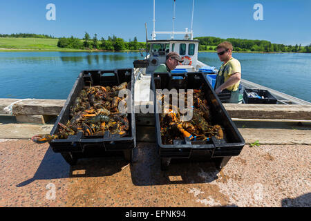 Hummer-Fischerei im ländlichen Prince Edward Island, Kanada. Stockfoto