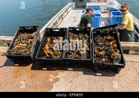 Hummer-Fischerei im ländlichen Prince Edward Island, Kanada. Stockfoto