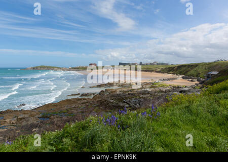 Fistral Strand Newquay North Cornwall UK mit blauen Glocken im Frühjahr einer der besten Surf-Strände im Vereinigten Königreich Stockfoto