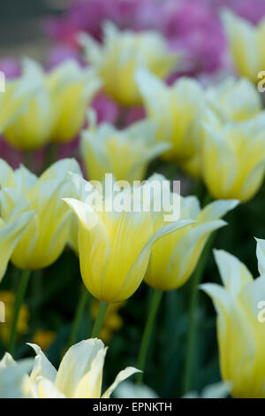 Tulipa 'Budlight'.  Lily blühende Tulpe, die durch Sonnenlicht beleuchtet Stockfoto