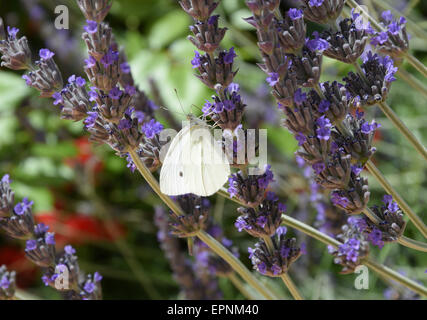 Schmetterling im Lavendel Stockfoto