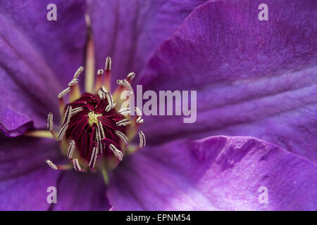 Der Violette Clematis zugemacht Stockfoto