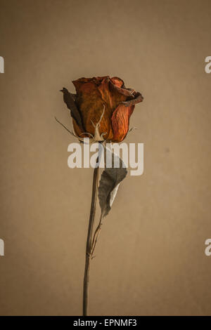 Rot tot Roseé Konzept der verlorenen Liebe. Stockfoto