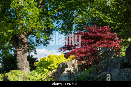 RHS Wisley Gärten im Mai, Surrey, England Stockfoto