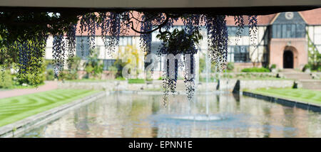 Blühende Wisteria Floribunda vor RHS Wisley Labor. Surrey, England. Panorama Stockfoto