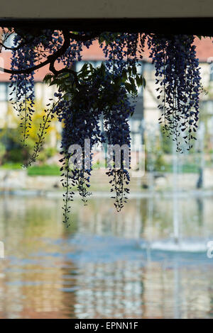 Blühende Wisteria Floribunda vor RHS Wisley Labor. Surrey, England Stockfoto