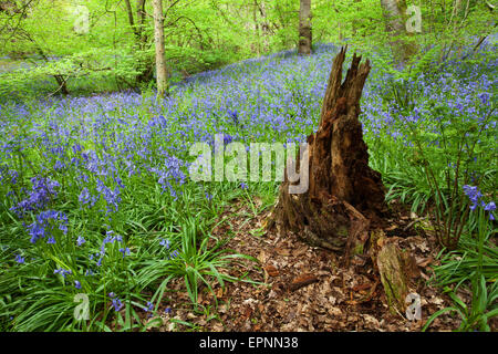 Baumstumpf und Glockenblumen in Middleton Wald Ilkley West Yorkshire England Stockfoto