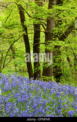 Glockenblumen und Frühling Laub in Middleton Woods Ilkley, West Yorkshire England Stockfoto