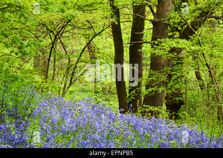 Glockenblumen und Frühling Laub in Middleton Woods Ilkley, West Yorkshire England Stockfoto