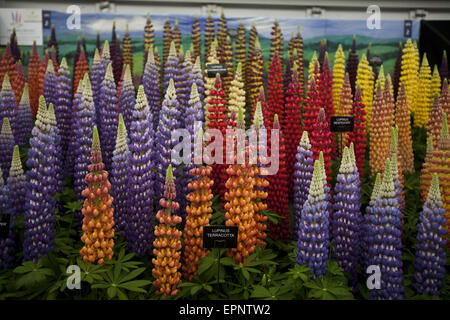 London, UK. 20. Mai 2015. Gold prämierte Lupinen Anzeigen von Westcountry Baumschulen auf der Chelsea Flower Show 2015. Die Chelsea Flower Show organisiert von Royal Horticultural Society (RHS) auf dem Gelände des Royal Hospital Chelsea jedes Jahr im Mai, ist die berühmtesten Blumenschau im Vereinigten Königreich, vielleicht in der Welt. Es lockt Aussteller und Besucher aus der ganzen Welt, London, UK. Bildnachweis: Veronika Lukasova/ZUMA Draht/Alamy Live-Nachrichten Stockfoto