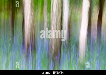 Eindruck von Glockenblumen und Silver Birch Trunks in Middleton Wald Ilkley, West Yorkshire England Stockfoto