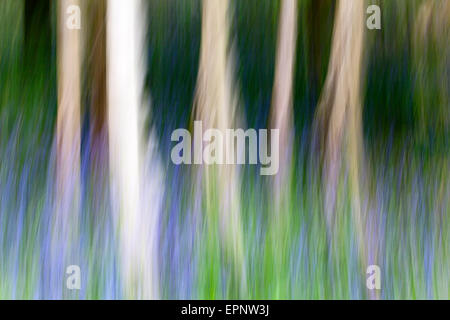 Eindruck von Glockenblumen und Silver Birch Trunks in Middleton Wald Ilkley, West Yorkshire England Stockfoto