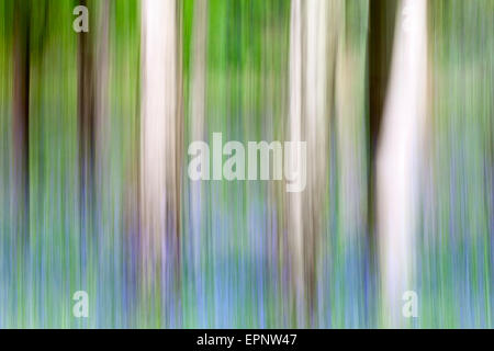 Eindruck von Glockenblumen und Silver Birch Trunks in Middleton Wald Ilkley, West Yorkshire England Stockfoto