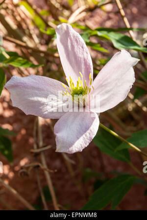 Nahaufnahme von blass rosa Clematis Montana, rote Gartenmauer im heimischen Garten aufwachsen. April. Gloucestershire England UK Stockfoto