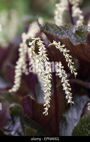 Chloranthus Fortunei Blumen. Stockfoto