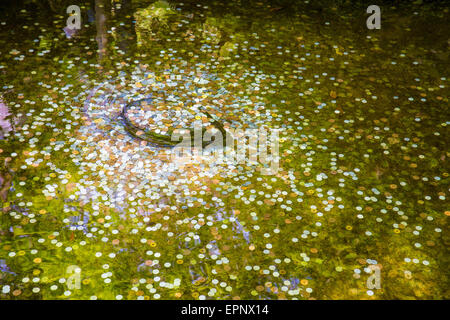 Münzen im Wasser für gutes Glück und wünschen Stockfoto