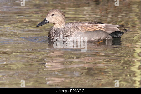 Gadwall männlichen schwimmen Stockfoto