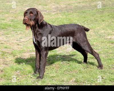 Das Porträt des böhmischen rauhaar Pointing Griffon-Hund im Garten Stockfoto