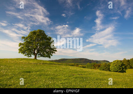 Galgenberg - Denkmal Ahornbaum auf dem mystischen Ort in Votice, Tschechische Republik Stockfoto