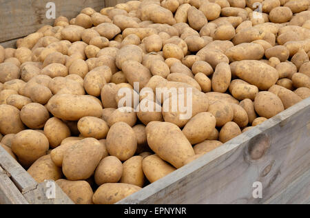 Kartoffeln im großen Holz-Container auf Kartoffel-Hof Stockfoto