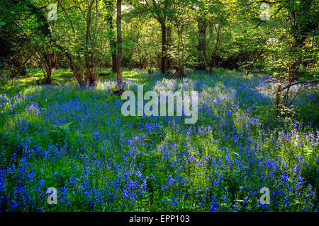 Glockenblumen in den New Forest, Hampshire, England, UK Stockfoto