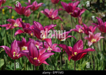 Tulipa lila Traum Stockfoto