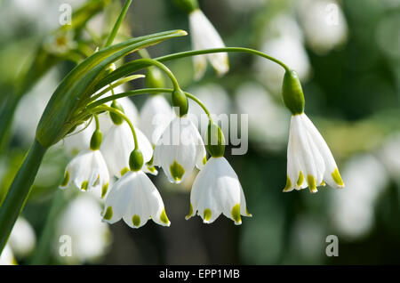 Sommer Schneeflocke 'Gravetye Giant', Leucojum Aestivum 'Gravetye' Stockfoto