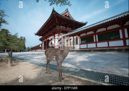 Ein Reh vor einem Eingang des Todaiji Tempel in Nara, Japan Stockfoto