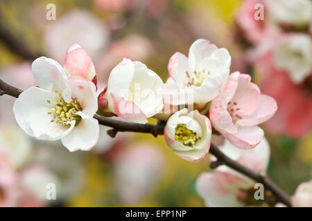 Japanische Quitte Chaenomeles Speciosa Moerloosei Stockfoto