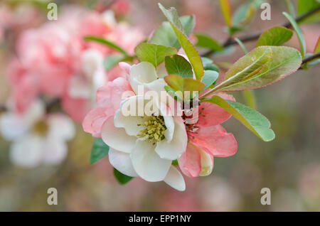 Japanische Quitte Chaenomeles Speciosa Moerloosei Stockfoto