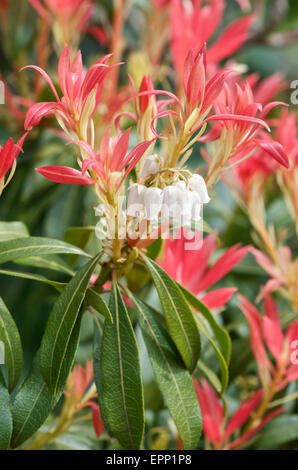 Pieris Japonica Wald Flamme Stockfoto