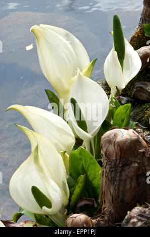 Asiatische Skunk Cabbage - Lysichiton camtschatcensis Stockfoto