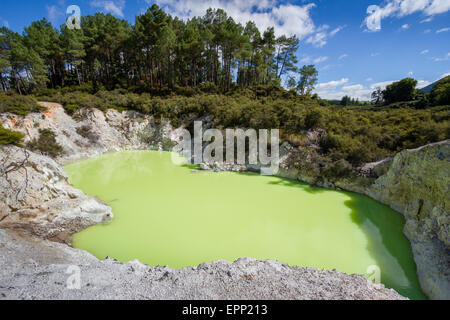 Des Teufels Badesee bei Wai o Tapu Thermal Wonderland in der Nähe von Rotorua getönt ein fahles Grün von gelösten Schwefel- und Eisensalze Stockfoto