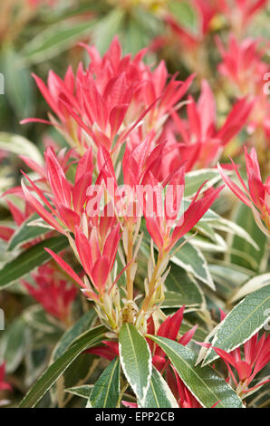 Pieris Japonica Flaming Silber Stockfoto