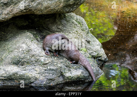 Europäischen Fischotter (Lutra Lutra) sitzen auf Felsen im Fluss Stockfoto